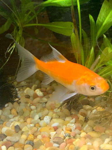 Pet Store «Fins And Feathers», reviews and photos, 222 Willow Ave, Honesdale, PA 18431, USA