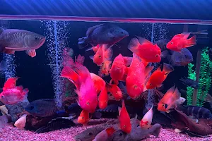 龍緣水族館 image