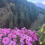 Photo n°9 de l'avis de Maria.o fait le 23/08/2022 à 19:01 sur le  Bar Cafe' Des Guides à Valtournenche