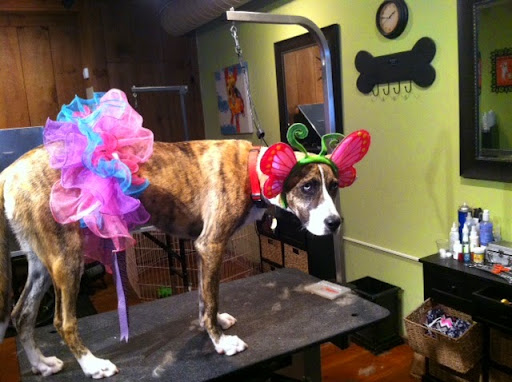 Krista's Furry Tails Grooming Salon