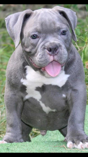 Pet Supply Store «Thomaston Feed», reviews and photos, 141 Watertown Rd, Thomaston, CT 06787, USA