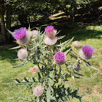 Photo n° 9 de l'avis de Marie.p.r fait le 16/08/2023 à 02:09 pour parking de la fontaine de l'ours à Herran