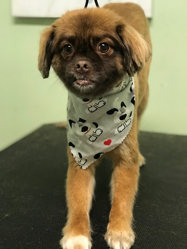 Pet Groomer «Doggie Style Bowtique», reviews and photos, 1713 Westport Rd, Kansas City, MO 64111, USA