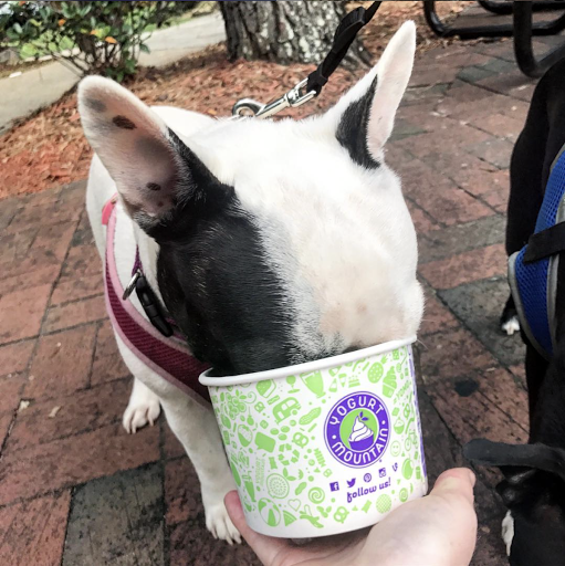 Frozen Yogurt Shop «Yogurt Mountain», reviews and photos, 1801 W Tennessee St #2, Tallahassee, FL 32304, USA