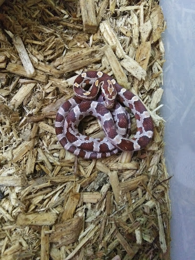 Pet Store «Pet Pro», reviews and photos, 1606 NY-82, Lagrangeville, NY 12540, USA