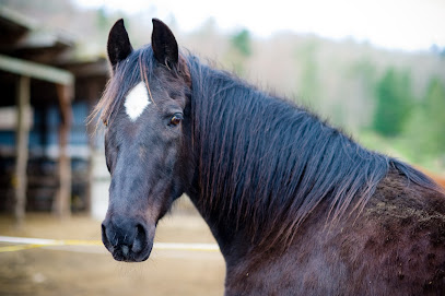 Animals As Natural Therapy