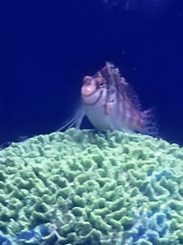 The Aquarium Gallery - Photo 8 - Car repair in Windham, NH, Nashua