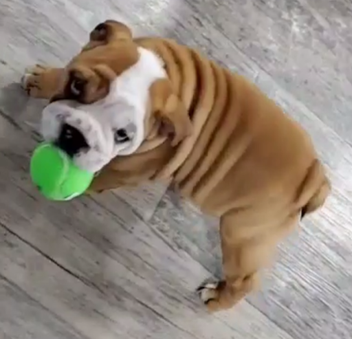 Pet Supply Store «Pet Supermarket, Inc.», reviews and photos, 1052 Peachtree Industrial Blvd, Suwanee, GA 30024, USA