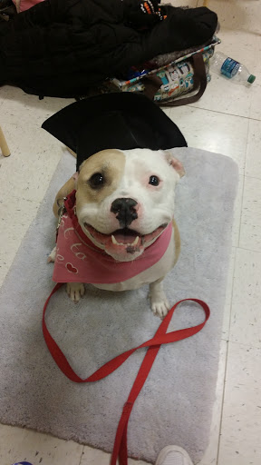 Pet Supply Store «PetSmart», reviews and photos, 1705 N Bechtle Ave, Springfield, OH 45504, USA