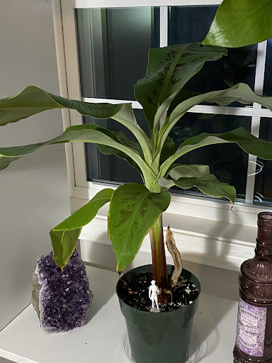 Garden Center «Sixteen Acres Garden Center», reviews and photos, 1359 Wilbraham Rd, Springfield, MA 01119, USA