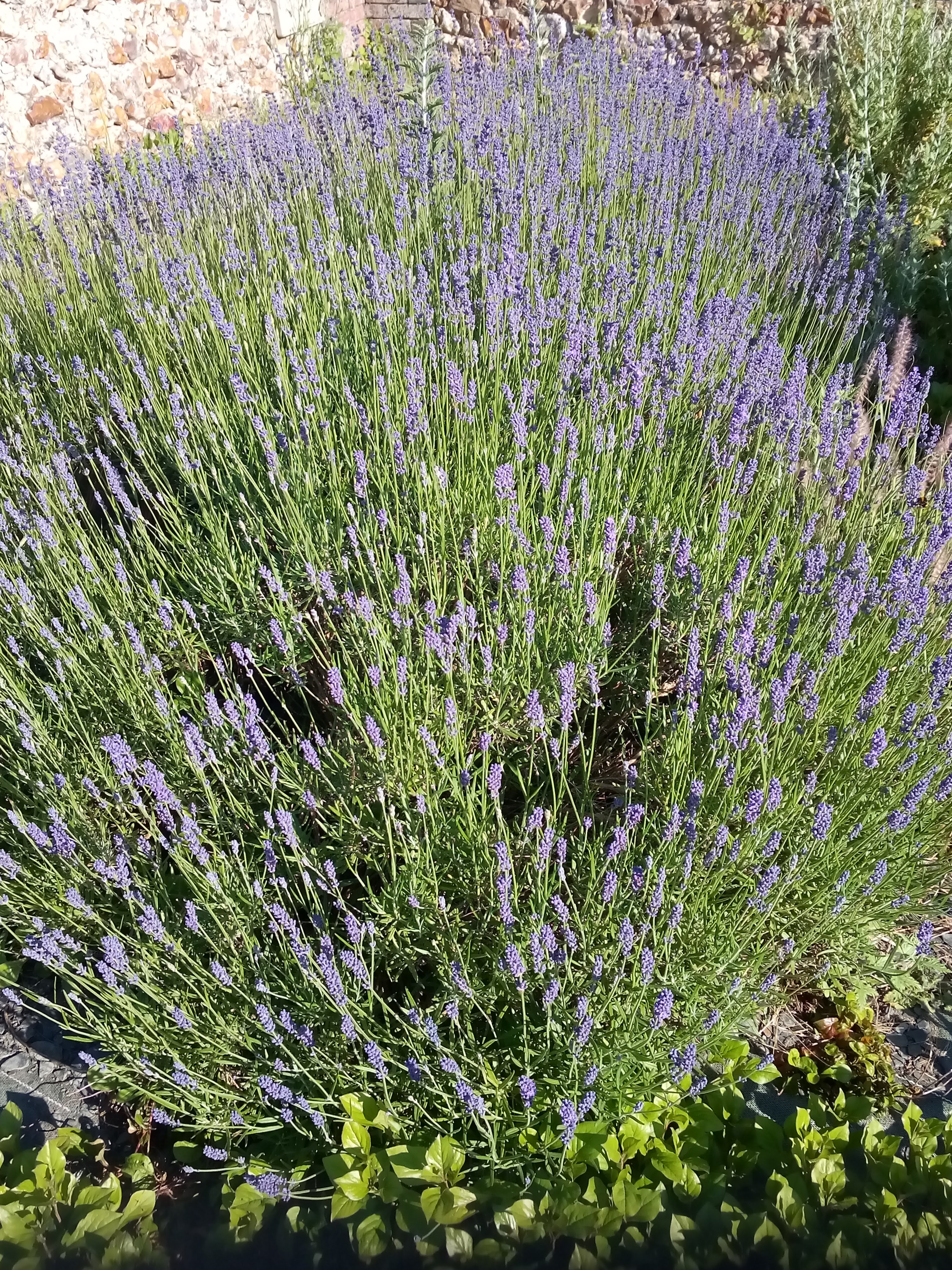 Photo n° 7 de l'avis de Gino.u fait le 16/07/2019 à 09:15