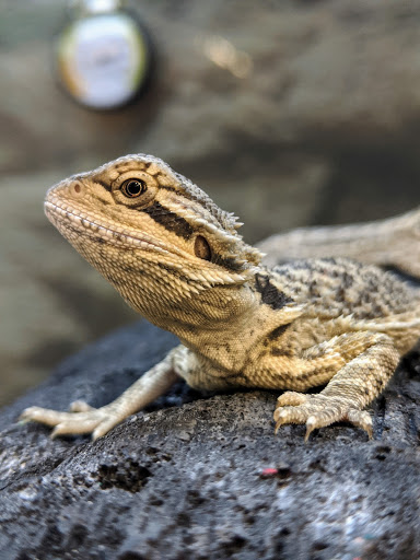 Pet Supply Store «Petco Animal Supplies», reviews and photos, 9230 Old Keene Mill Rd b, Burke, VA 22015, USA