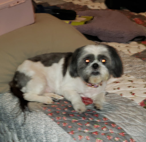 Pet Store «Pet Central», reviews and photos, 13004 SE Kent-Kangley Rd, Kent, WA 98030, USA