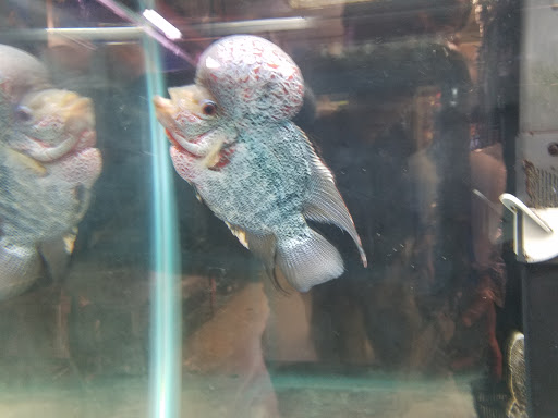 Pet Supply Store «Pet Bazaar», reviews and photos, 490 FL-436, Casselberry, FL 32707, USA