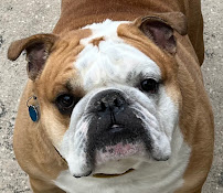 Magnolia Pet Sitting Services - Photo 2 - Car repair in , Baton Rouge