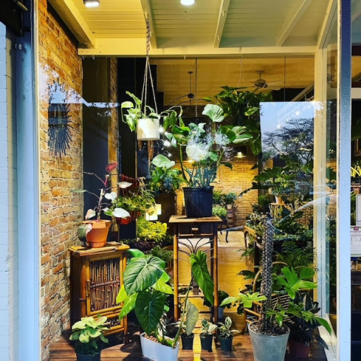 Botany Zhi, urban plant shop