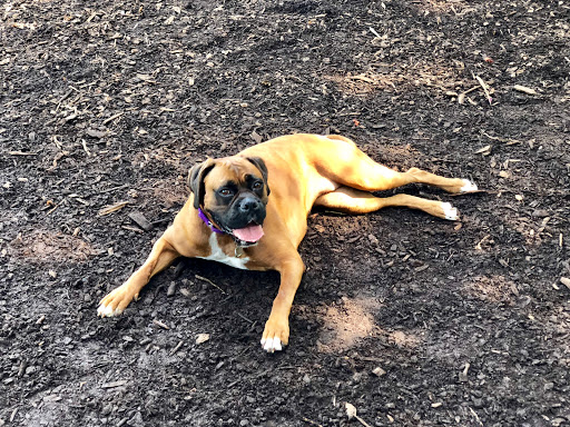 Park «Lake of the Isles Dog Park», reviews and photos, 2845 W Lake of the Isles Pkwy, Minneapolis, MN 55405, USA