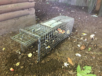 Allied Pest & Wildlife - Photo 6 - Car repair in Tualatin, OR, Hillsboro