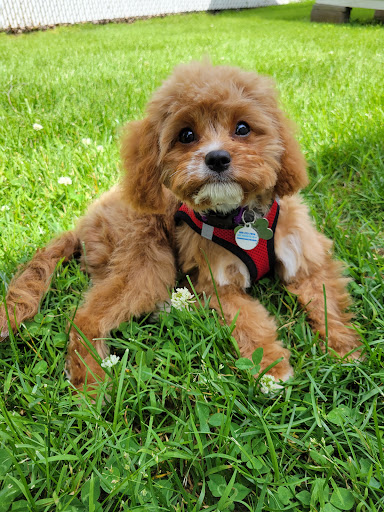 Pet Supply Store «PetSmart», reviews and photos, 1515 US-22, Watchung, NJ 07069, USA