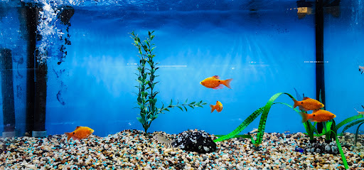 Tropical Fish Store «Sea Level», reviews and photos, 8590 Excelsior Blvd, Hopkins, MN 55343, USA