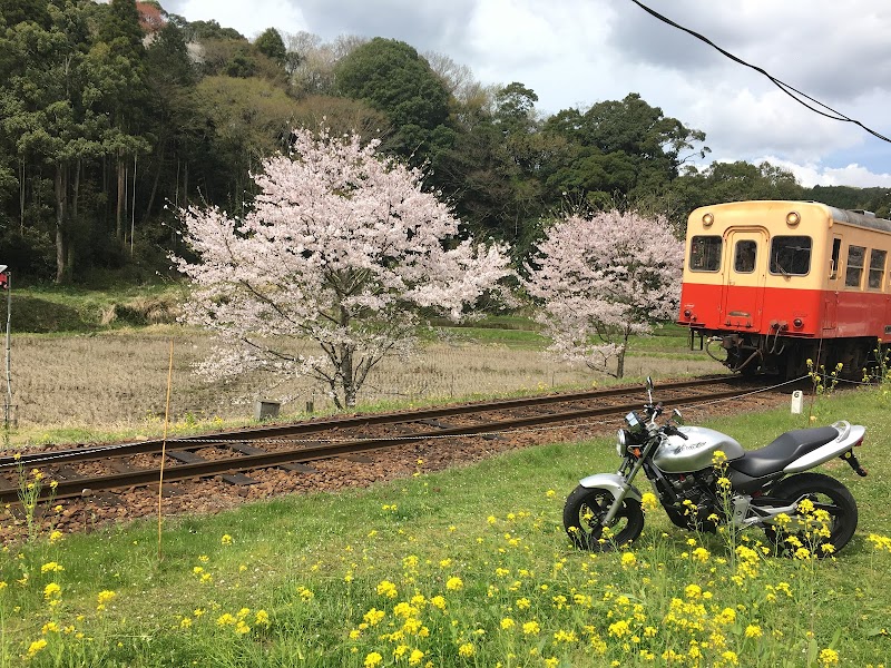 飯給駅の桜