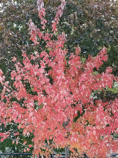 Park «Margaret Donahue Park», reviews and photos, 1230 W School St, Chicago, IL 60657, USA