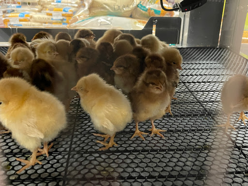 Home Improvement Store «Tractor Supply Co.», reviews and photos, 454 Hamlin Hwy #100a, Lake Ariel, PA 18436, USA