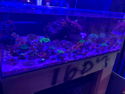 Tropical Fish Store «Reefwise», reviews and photos, 5401 Patton Dr #105, Lisle, IL 60532, USA