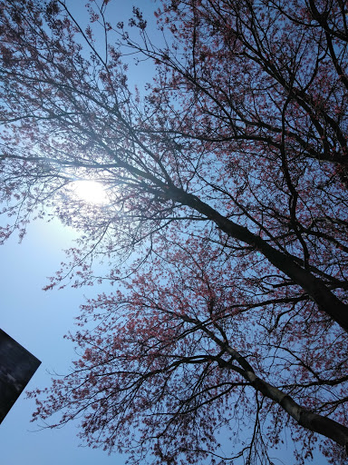 Supermarket «Fine Fare Supermarket», reviews and photos, 200 W Buttonwood St, Reading, PA 19601, USA