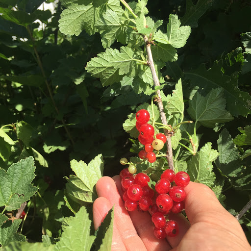 Produce Market «Berry Patch Farms», reviews and photos, 13785 Potomac St, Brighton, CO 80601, USA