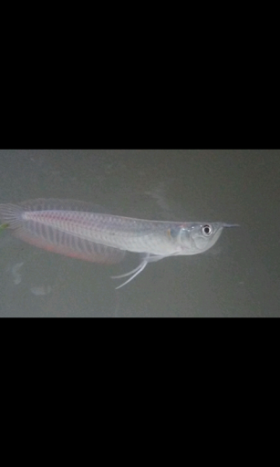 Tropical Fish Store «Ocala Aquariums», reviews and photos, 3965 SE 45th Ct #5, Ocala, FL 34472, USA