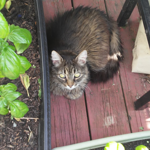 Grocery Store «Family Fare Supermarket», reviews and photos, 1185 Washington Ave, Holland, MI 49423, USA