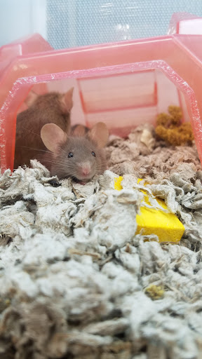 Pet Supply Store «Petco Animal Supplies», reviews and photos, 3525 W Victory Blvd, Burbank, CA 91505, USA