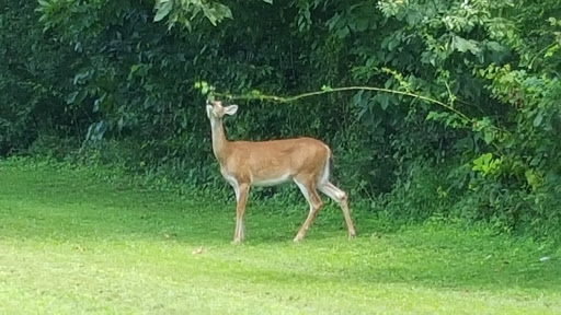 Country Club «Greenhills Country Club», reviews and photos, Old Rte 56, Ravenswood, WV 26164, USA