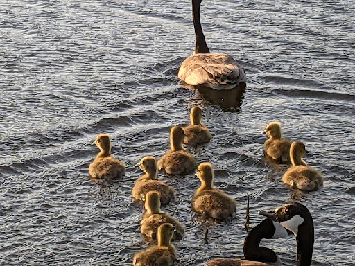 Nature Preserve «Nippersink Forest Preserve», reviews and photos, 900 W Belvidere Rd, Round Lake, IL 60073, USA