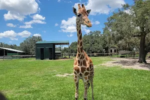 Giraffe Ranch image