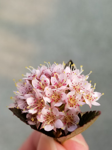 Park «Brent Hassert Park», reviews and photos, 19623 Renwick Rd, Lockport, IL 60441, USA