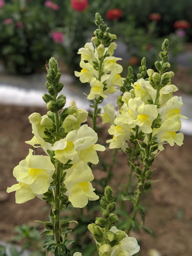 Produce Market «Berry Patch Farms», reviews and photos, 13785 Potomac St, Brighton, CO 80601, USA