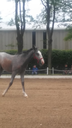 Tourist Attraction «The Tempel Lipizzans», reviews and photos, 17000 W Wadsworth Rd, Old Mill Creek, IL 60083, USA