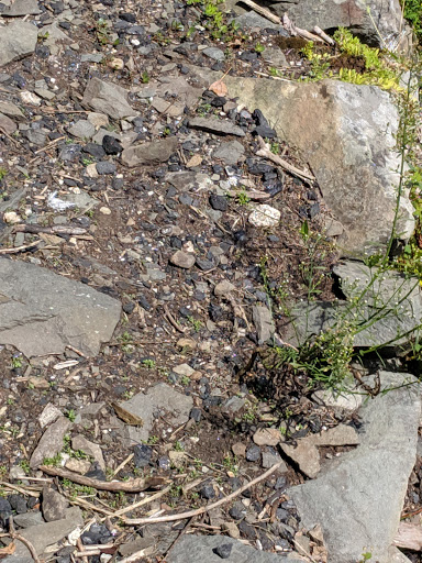 Nature Preserve «John Burroughs Slabsides», reviews and photos, Burroughs Dr, West Park, NY 12493, USA