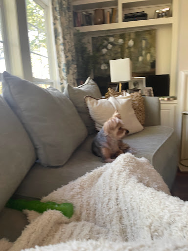 Pet Supply Store «PetSmart», reviews and photos, 1705 Mall of Georgia Blvd, Buford, GA 30519, USA