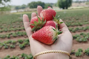 Tootfarangi . Strawberry farm image