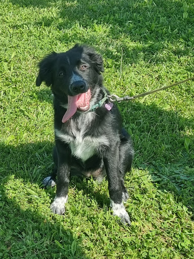 Pensioni per cani e dog hotel a La Cuccia di Romeo