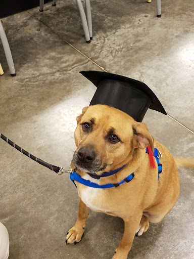 Pet Supply Store «PetSmart», reviews and photos, 8105 Moores Ln Ste 1300, Brentwood, TN 37027, USA