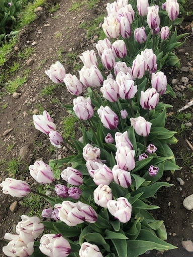 Amusement Center «Maris Farms», reviews and photos, 25001 Sumner Buckley Hwy, Buckley, WA 98321, USA