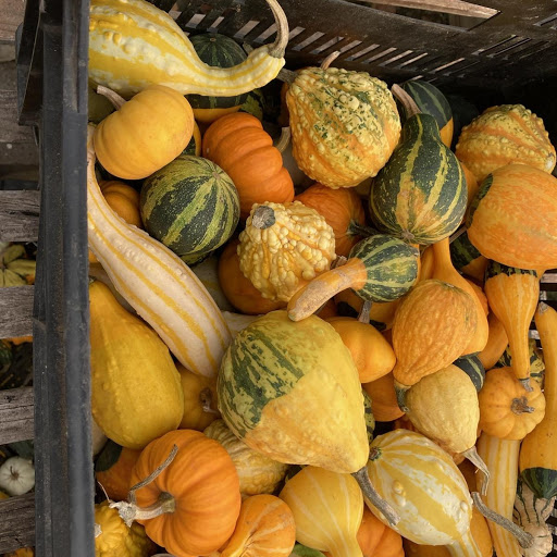 Wholesale Plant Nursery «Garden Fantasy», reviews and photos, 43250 Tyler Rd, Belleville, MI 48111, USA