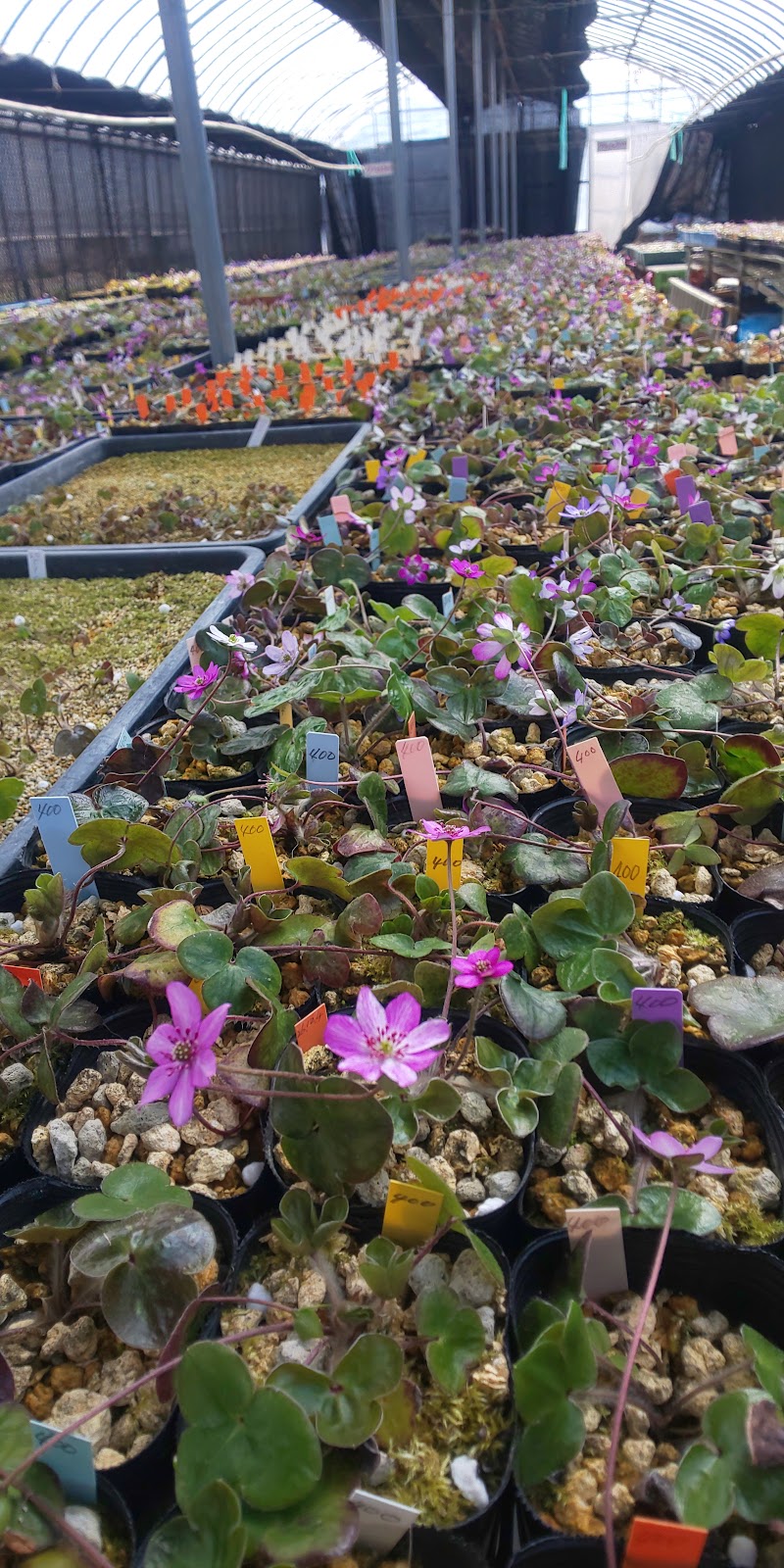 村松雪割草の会