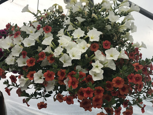 Florist «Countryside Floral And Greenhouses», reviews and photos, 129 Mt Cobb Hwy, Lake Ariel, PA 18436, USA