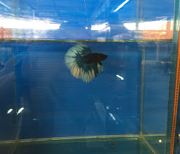 เลิฟเบตต้าฟิช อควาโปนิกส์ ออแกนิค ฟาร์ม Lovebettafish Farm Thailand photo