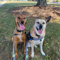 Concierge Pet Sitter/Dog Walker - Photo 6 - Car repair in Hummelstown, PA, Harrisburg